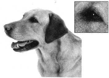 dog halftone screen tone