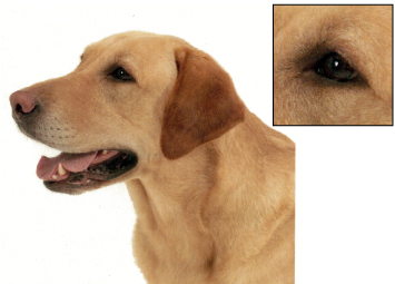 Halftone screening | Original full color image